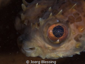 Porcupine pufferfish by Joerg Blessing 